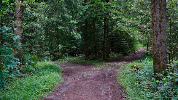 Photograph of a two-way road in the woods