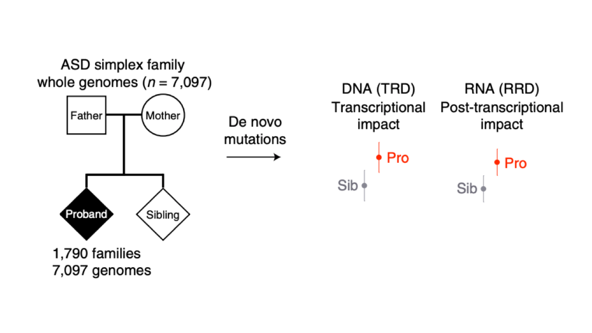 Mutations in noncoding DNA