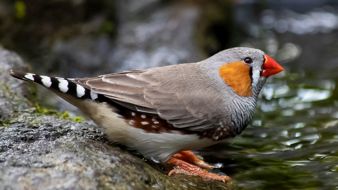 Multicolor finch bird