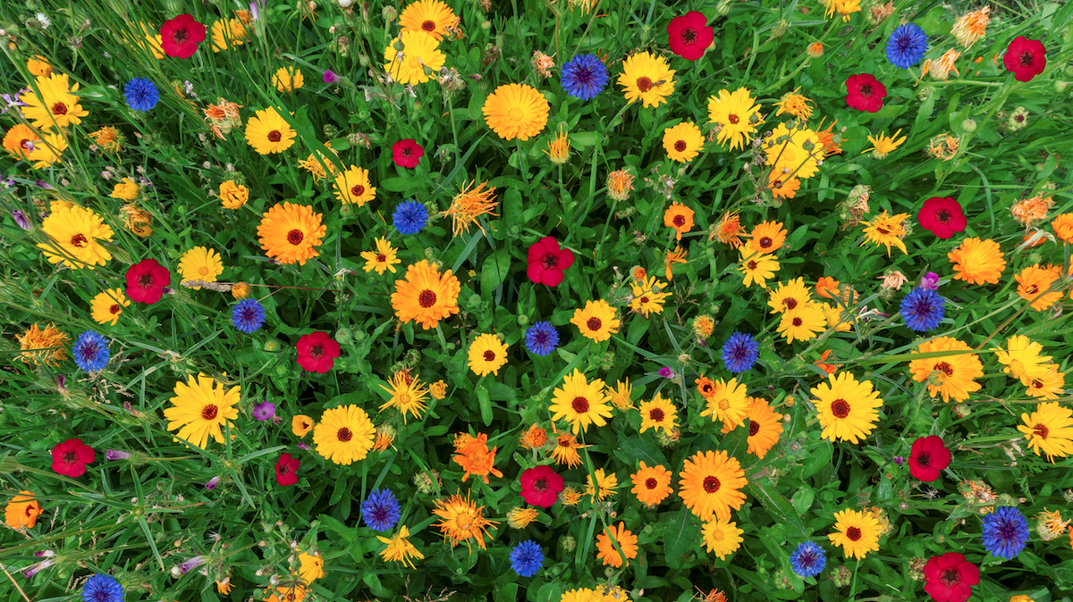 Colorful flower meadow